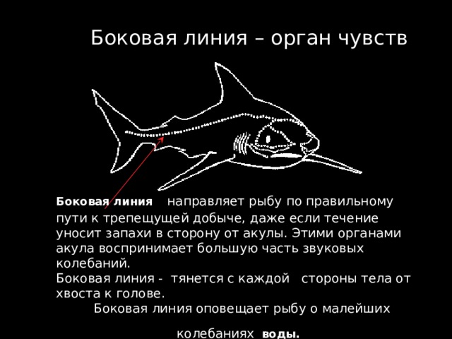 Боковая линия – орган чувств Боковая линия  направляет рыбу по правильному пути к трепещущей добыче, даже если течение уносит запахи в сторону от акулы. Этими органами акула воспринимает большую часть звуковых колебаний. Боковая линия - тянется с каждой стороны тела от хвоста к голове. Боковая линия оповещает рыбу о малейших колебаниях  воды.  