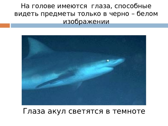 На голове имеются глаза, способные видеть предметы только в черно – белом изображении Глаза акул светятся в темноте 