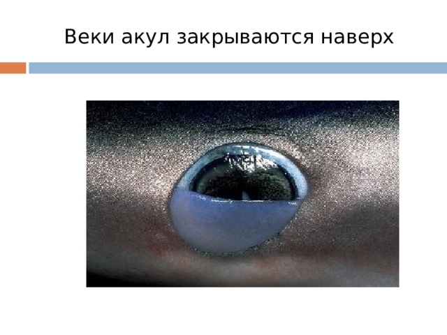 Веки акул закрываются наверх 