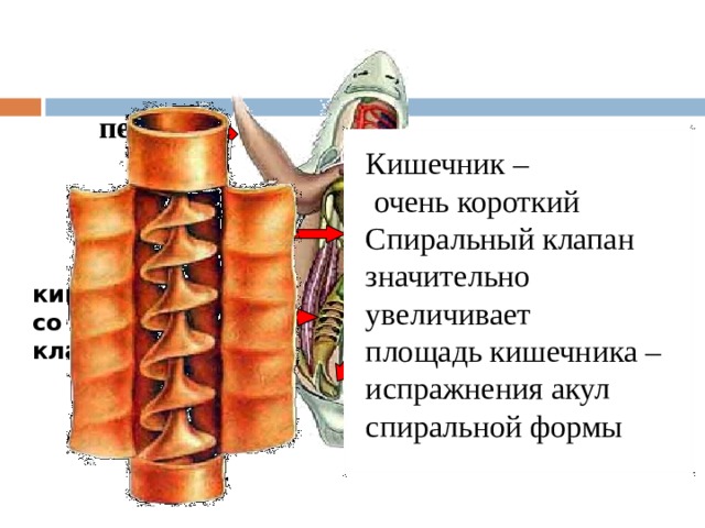 печень сердце Кишечник –  очень короткий Спиральный клапан значительно увеличивает площадь кишечника – испражнения акул спиральной формы желудок кишечник со спиральным клапаном клоака 