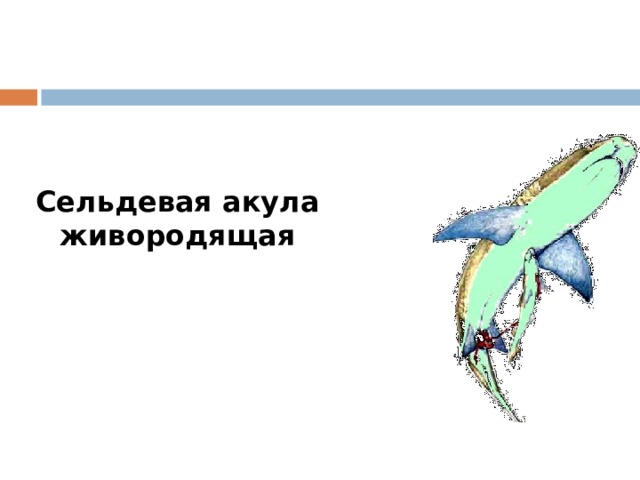 Сельдевая акула живородящая 