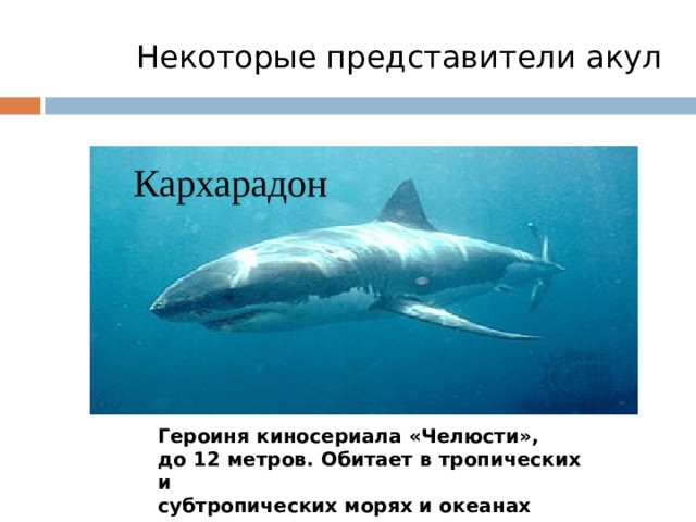 Некоторые представители акул Кархарадон Героиня киносериала «Челюсти», до 12 метров. Обитает в тропических и субтропических морях и океанах 