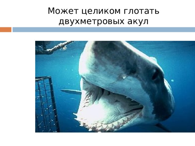 Может целиком глотать двухметровых акул 