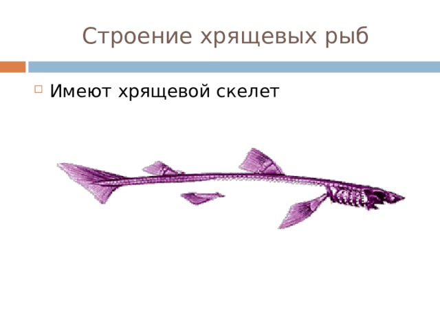 Строение хрящевых рыб Имеют хрящевой скелет 
