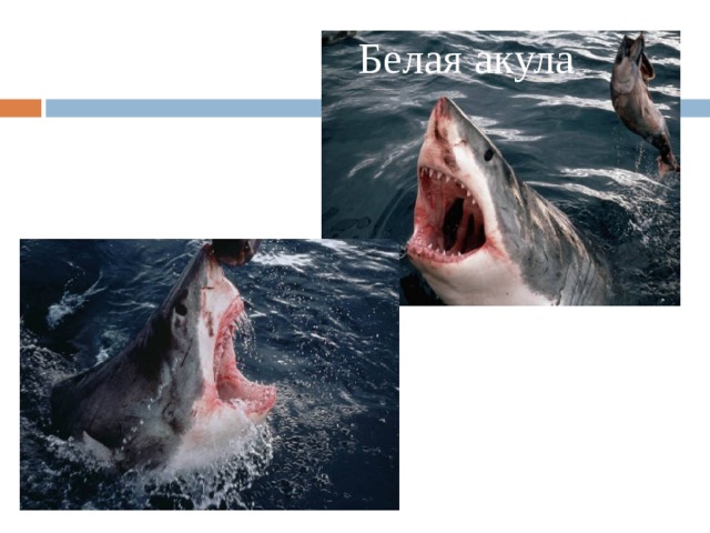 Белая акула 