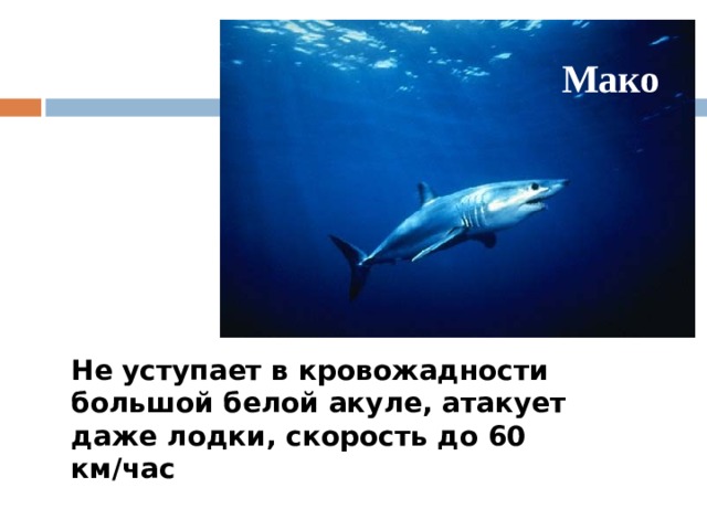 Мако Не уступает в кровожадности большой белой акуле, атакует даже лодки, скорость до 60 км/час  