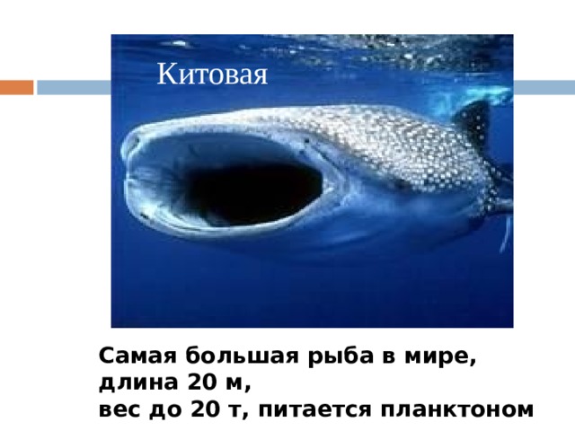 Китовая Самая большая рыба в мире, длина 20 м, вес до 20 т, питается планктоном 