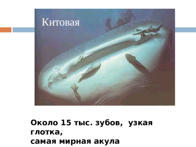 Китовая Около 15 тыс. зубов, узкая глотка, самая мирная акула 