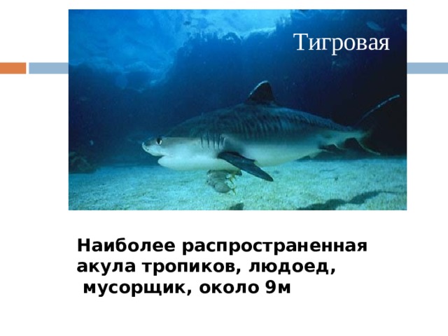 Тигровая Наиболее распространенная акула тропиков, людоед,  мусорщик, около 9м 