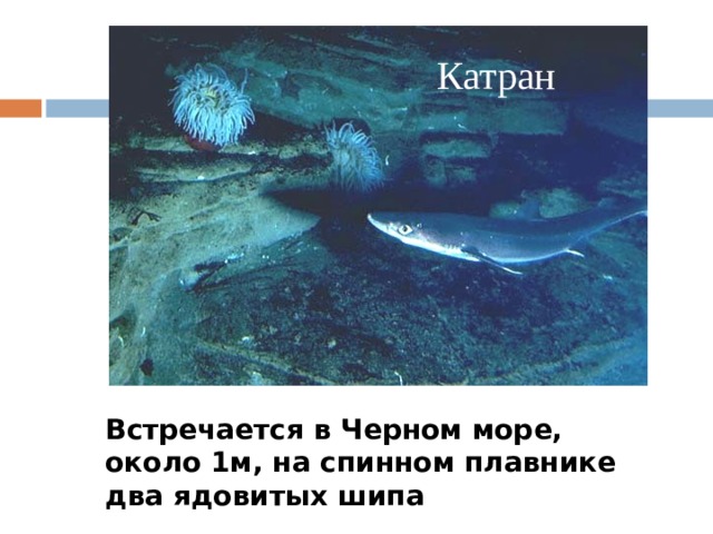 Катран Встречается в Черном море, около 1м, на спинном плавнике два ядовитых шипа 