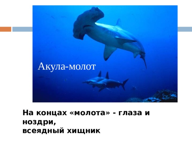 Акула-молот На концах «молота» - глаза и ноздри, всеядный хищник 