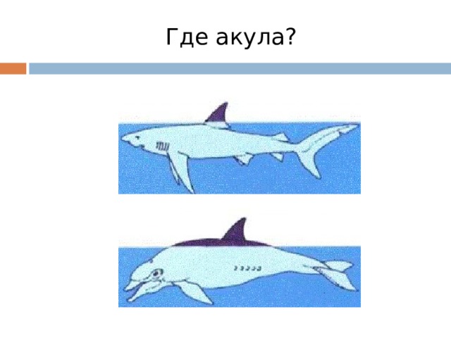 Где акула? 