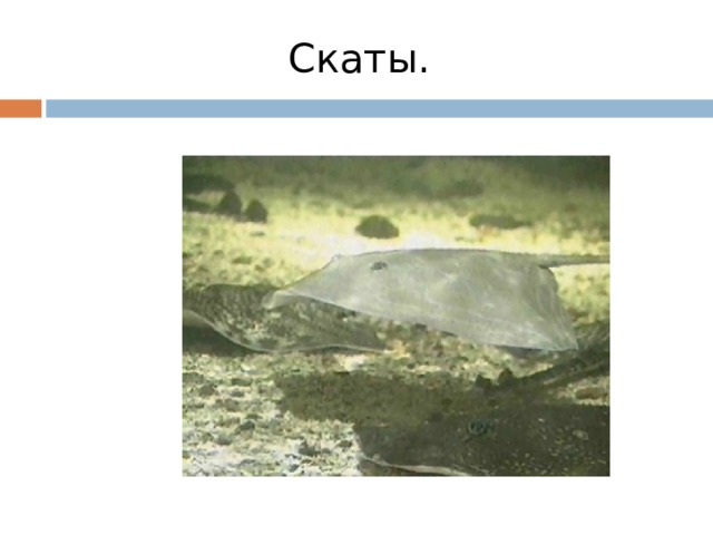Скаты. 
