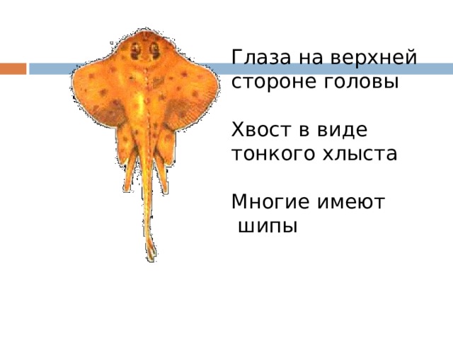 Глаза на верхней стороне головы Хвост в виде тонкого хлыста Многие имеют  шипы 