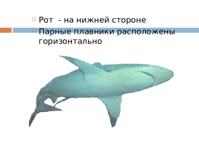 Рот - на нижней стороне Парные плавники расположены горизонтально  