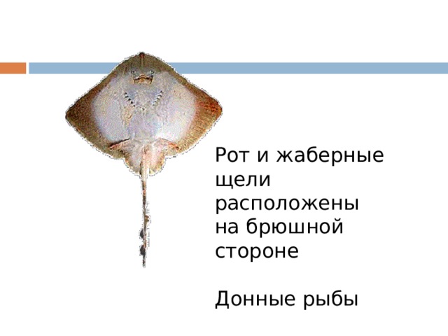 Рот и жаберные щели расположены на брюшной стороне Донные рыбы 