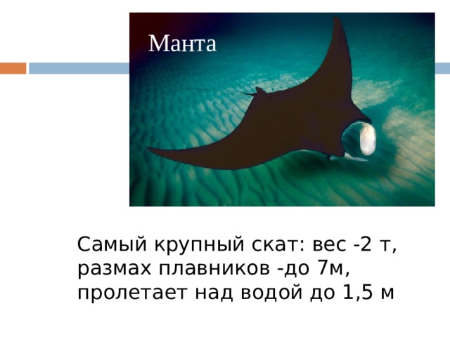 Манта Самый крупный скат: вес -2 т, размах плавников -до 7м, пролетает над водой до 1,5 м 