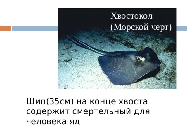 Хвостокол (Морской черт) Шип(35см) на конце хвоста содержит смертельный для человека яд 