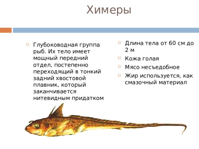 Химеры Длина тела от 60 см до 2 м Кожа голая Мясо несъедобное Жир используется, как смазочный материал Глубоководная группа рыб. Их тело имеет мощный передний отдел, постепенно переходящий в тонкий задний хвостовой плавник, который заканчивается нитевидным придатком 