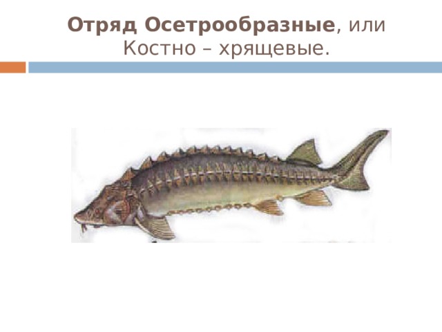 Отряд Осетрообразные , или Костно – хрящевые. 