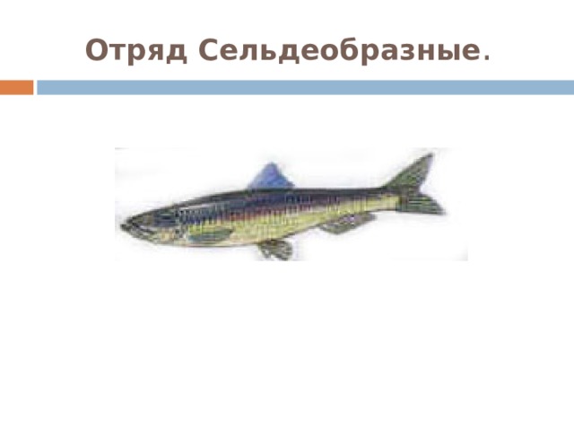 Отряд Сельдеобразные . 