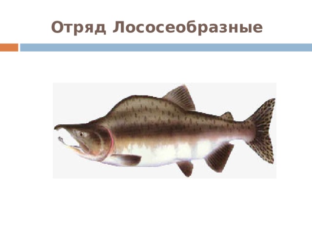 Отряд Лососеобразные  