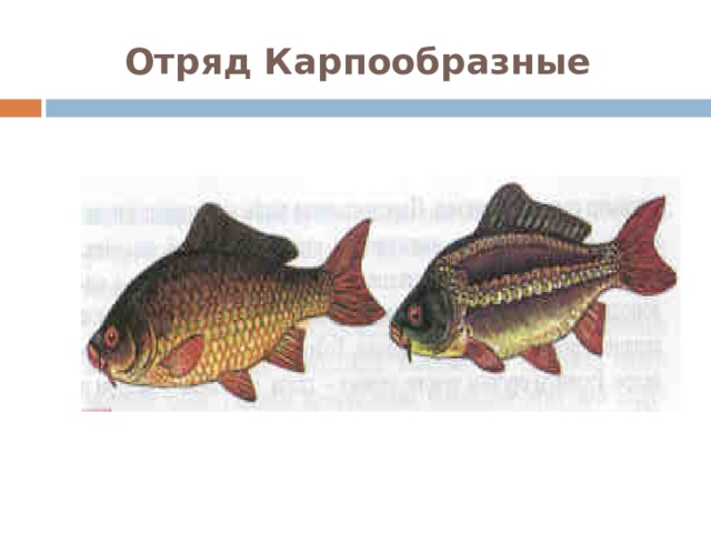 Отряд Карпообразные  