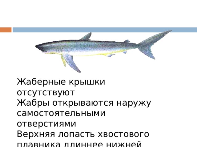 Жаберные крышки отсутствуют Жабры открываются наружу самостоятельными отверстиями Верхняя лопасть хвостового плавника длиннее нижней 