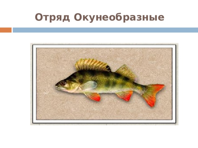 Отряд Окунеобразные  