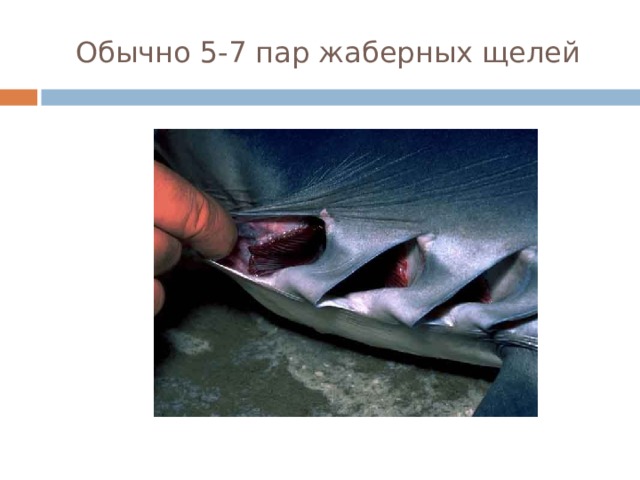 Обычно 5-7 пар жаберных щелей 