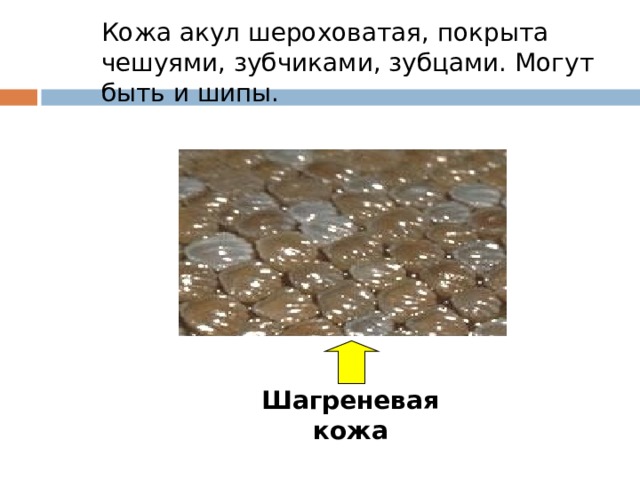 Кожа акул шероховатая, покрыта чешуями, зубчиками, зубцами. Могут быть и шипы. Шагреневая кожа 