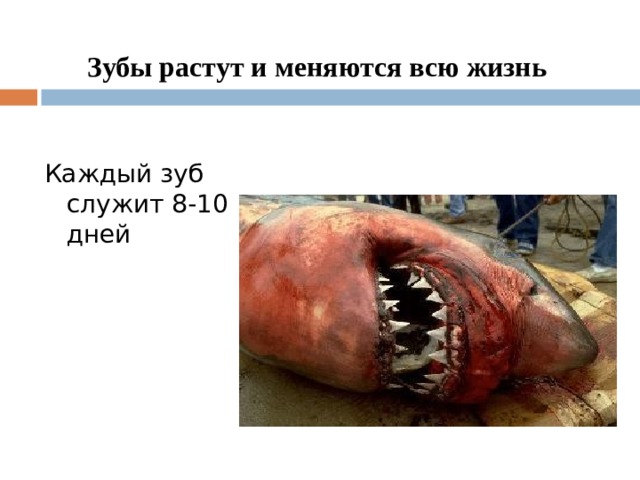  Зубы растут и меняются всю жизнь   Каждый зуб служит 8-10 дней 