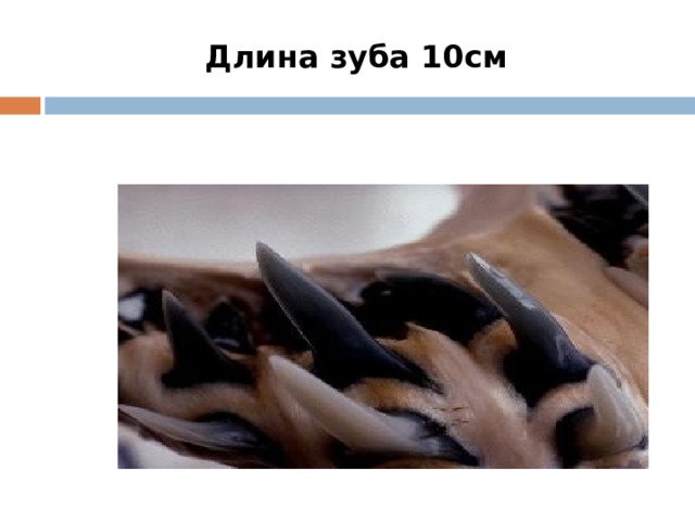 Длина зуба 10см 
