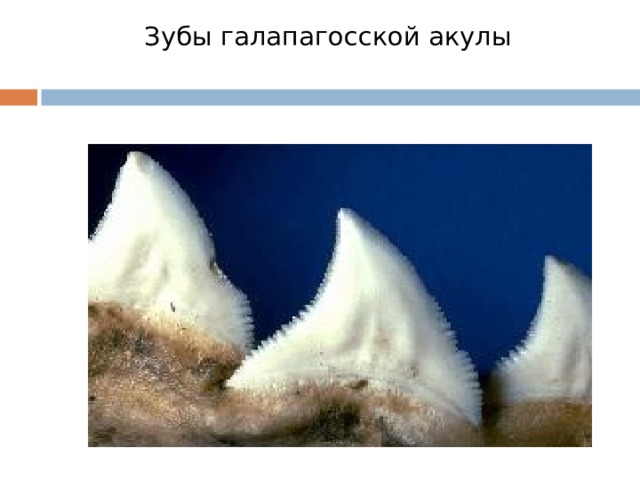 Зубы галапагосской акулы   