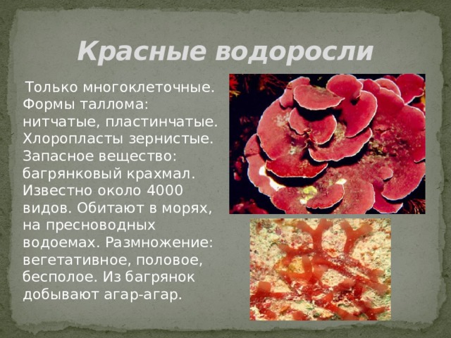 Красные водоросли  Только многоклеточные. Формы таллома: нитчатые, пластинчатые. Хлоропласты зернистые. Запасное вещество: багрянковый крахмал. Известно около 4000 видов. Обитают в морях, на пресноводных водоемах. Размножение: вегетативное, половое, бесполое. Из багрянок добывают агар-агар. 