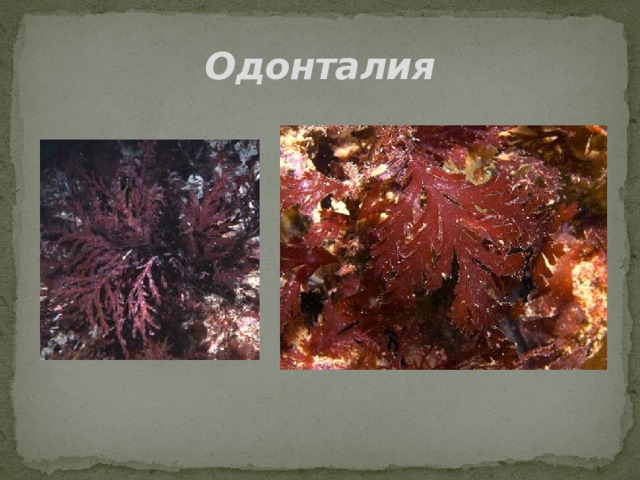 Одонталия 