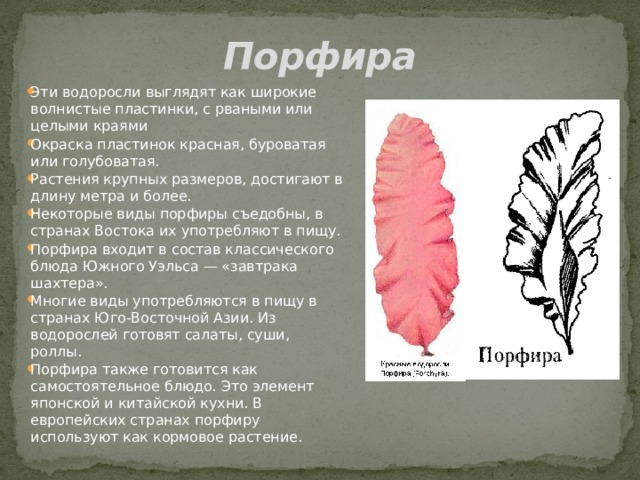 Порфира Эти водоросли выглядят как широкие волнистые пластинки, с рваными или целыми краями Окраска пластинок красная, буроватая или голубоватая. Растения крупных размеров, достигают в длину метра и более. Некоторые виды порфиры съедобны, в странах Востока их употребляют в пищу. Порфира входит в состав классического блюда Южного Уэльса — «завтрака шахтера». Многие виды употребляются в пищу в странах Юго-Восточной Азии. Из водорослей готовят салаты, суши, роллы. Порфира также готовится как самостоятельное блюдо. Это элемент японской и китайской кухни. В европейских странах порфиру используют как кормовое растение. 