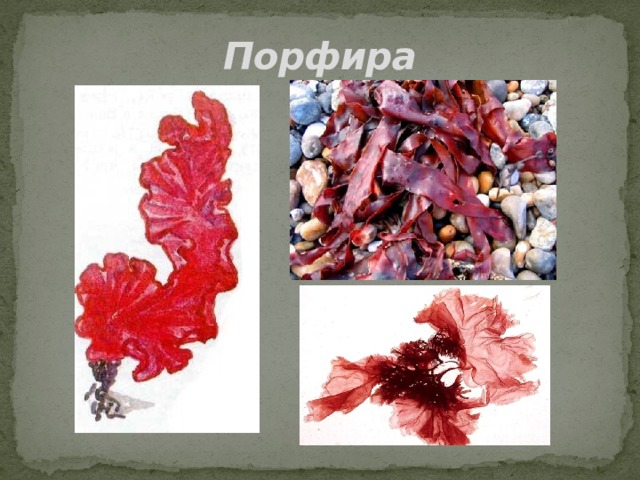 Порфира 