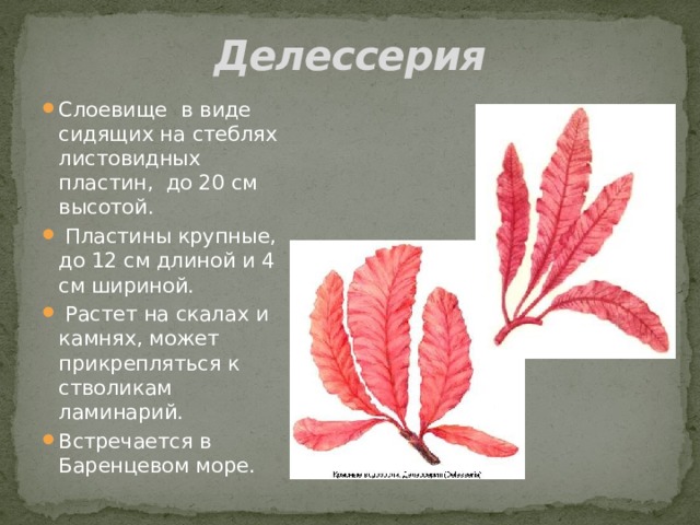 Делессерия Слоевище   в виде сидящих на стеблях листовидных пластин, до 20 см высотой.  Пластины крупные, до 12 см длиной и 4 см шириной.  Растет на скалах и камнях, может прикрепляться к стволикам ламинарий. Встречается в Баренцевом море. 