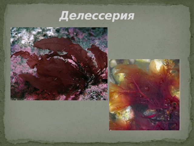 Делессерия 