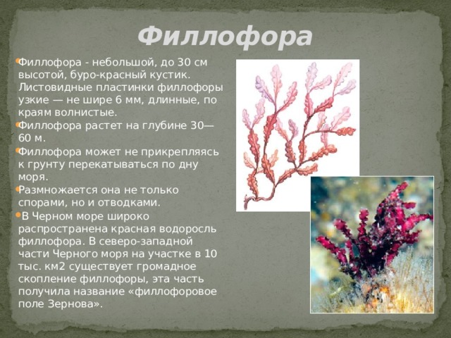 Филлофора Филлофора - небольшой, до 30 см высотой, буро-красный кустик. Листовидные пластинки филлофоры узкие — не шире 6 мм, длинные, по краям волнистые. Филлофора растет на глубине 30—60 м. Филлофора может не прикрепляясь к грунту перекатываться по дну моря. Размножается она не только спорами, но и отводками.  В Черном море широко распространена красная водоросль филлофора. В северо-западной части Черного моря на участке в 10 тыс. км2 существует громадное скопление филлофоры, эта часть получила название «филлофоровое поле Зернова».   
