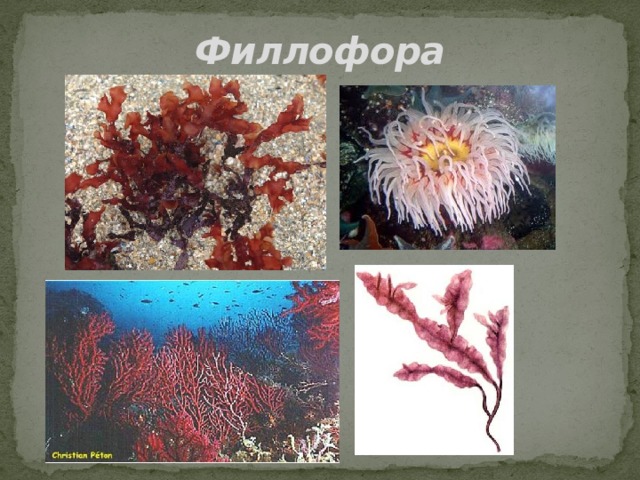 Филлофора 