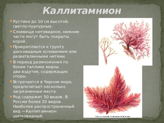 Каллитамнион Кустики до 10 см высотой, светло-пурпурные. Слоевище нитевидное, нижние части могут быть покрыты корой. Прикрепляется к грунту дисковидным основанием или разветвленными нитями. В период размножения по бокам таллома видны два вздутия, содержащих споры. Встречается в Черном море, предпочитает несколько загрязненные места. Род содержит 50 видов. В России более 10 видов. Наиболее распространенный вид —Каллитамнион щитковидный. 
