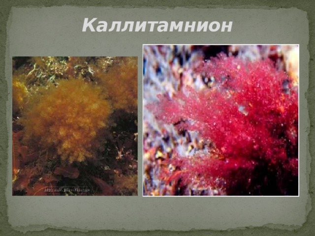 Каллитамнион 