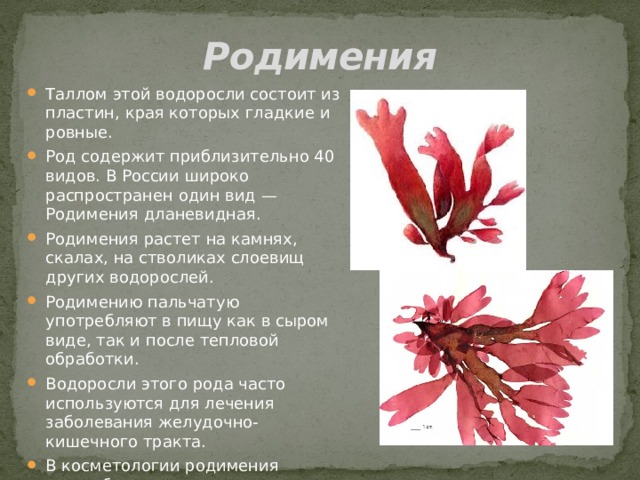 Родимения Таллом этой водоросли состоит из пластин, края которых гладкие и ровные. Род содержит приблизительно 40 видов. В России широко распространен один вид —Родимения дланевидная. Родимения растет на камнях, скалах, на стволиках слоевищ других водорослей. Родимению пальчатую употребляют в пищу как в сыром виде, так и после тепловой обработки. Водоросли этого рода часто используются для лечения заболевания желудочно-кишечного тракта. В косметологии родимения востребована как компонент косметических масок. 