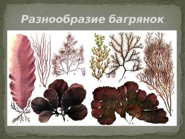 Разнообразие багрянок 