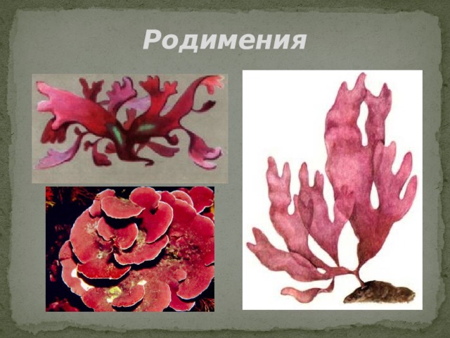 Родимения 