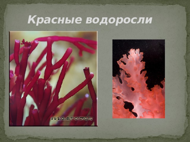 Красные водоросли 