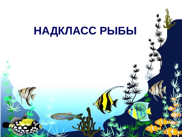 НАДКЛАСС РЫБЫ 