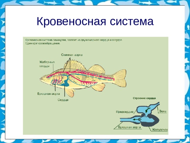 Кровеносная система 